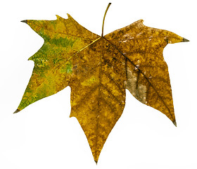 Image showing autumn leaf large
