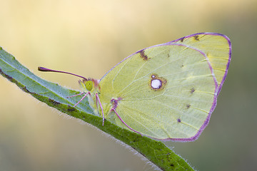 Image showing Butterfly, lemon