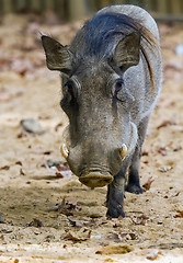 Image showing Warthog or Common Warthog, Phacochoerus africanus