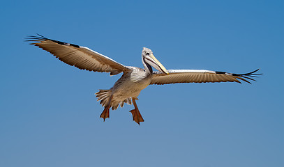 Image showing Pelican in the sky
