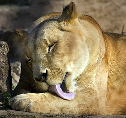 Image showing lioness licking