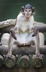 Image showing Mangabey gray  Monkey, white collared, Cercocebus Torquatus.