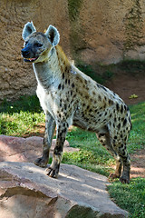 Image showing Hyena
