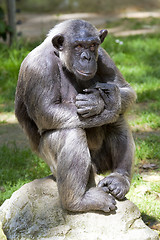 Image showing Closeup of chimpanzee (Pan troglodytes) 