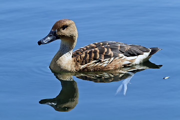Image showing wild duck in the lake