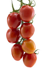 Image showing Branch of cherry tomatoes