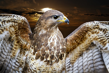 Image showing Common Buzzard. Buteo buteo