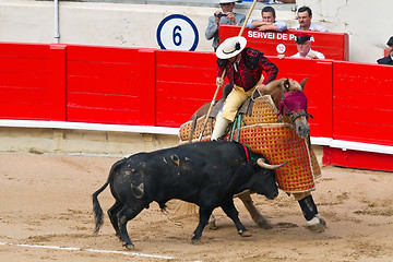 Image showing Picador cavalry bulls