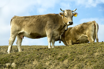 Image showing Cows on a pasture