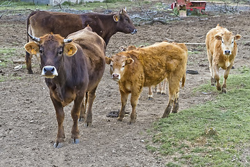 Image showing Cows in the field