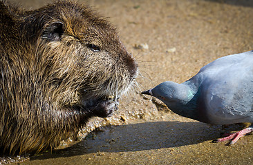 Image showing The rat and pigeon curious