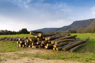 Image showing Rural Scene