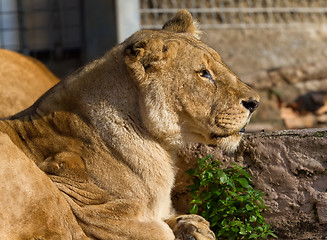 Image showing Lioness