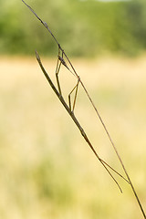 Image showing Walking stick, Diapheromera femorata, Phasmatodea