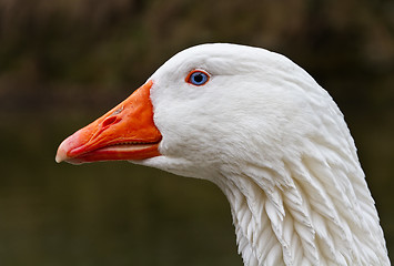 Image showing Portrait head of a goose.