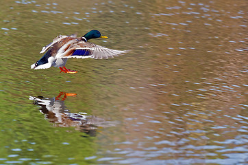 Image showing duck landing