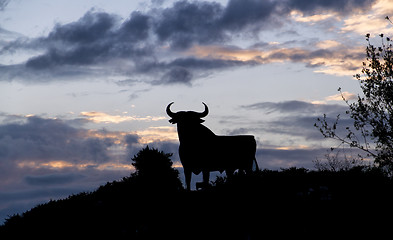 Image showing silhouette of a bull