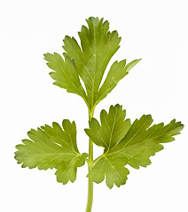 Image showing leaf parsley
