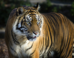 Image showing Sumatran tiger panthera tigris sumatrae