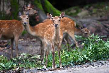 Image showing Deer family