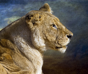 Image showing Lioness