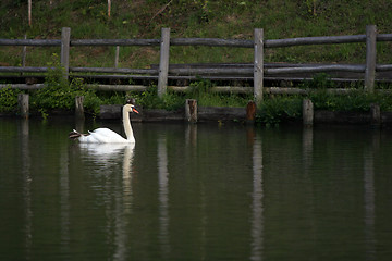 Image showing The swan
