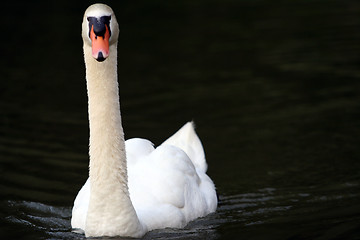 Image showing The swan