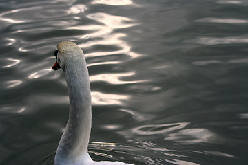 Image showing The swan