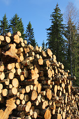 Image showing Birch Timber and Spruce Trees