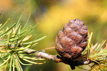 Image showing Siberian Larch Cone (Larix Sibirica)