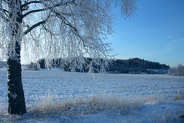 Image showing Frosty Winter Landscape