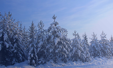 Image showing Winter Trees in Blue Mist