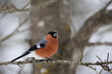 Image showing male bullfinch