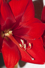 Image showing amaryllis