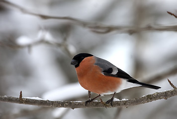 Image showing male bullfinch