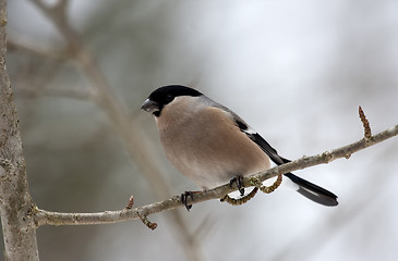 Image showing female bullfinch