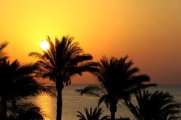 Image showing Silhouettes of palm trees above the sea and rising sun