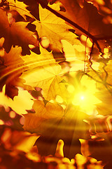 Image showing Branch of bright autumn maple foliage with water ripples and sun