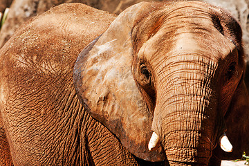 Image showing Elephant face