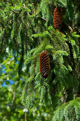 Image showing Young Pine Cone