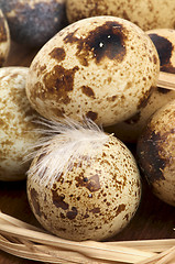 Image showing Quail Eggs