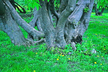 Image showing In a fairy forest