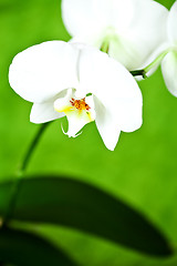 Image showing branch of white orchid 