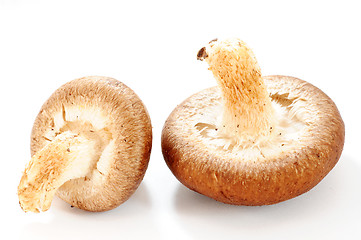 Image showing Mushroom