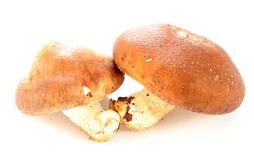 Image showing Mushroom