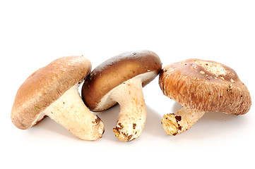 Image showing Mushroom