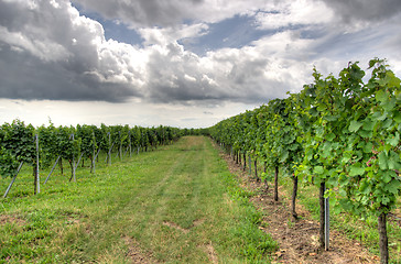 Image showing Alsace landscape and vinewyard