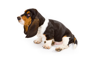 Image showing Cute basset puppy