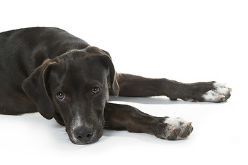 Image showing Black Labrador puppy