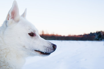 Image showing Portrait of a white dog in winter in a wood